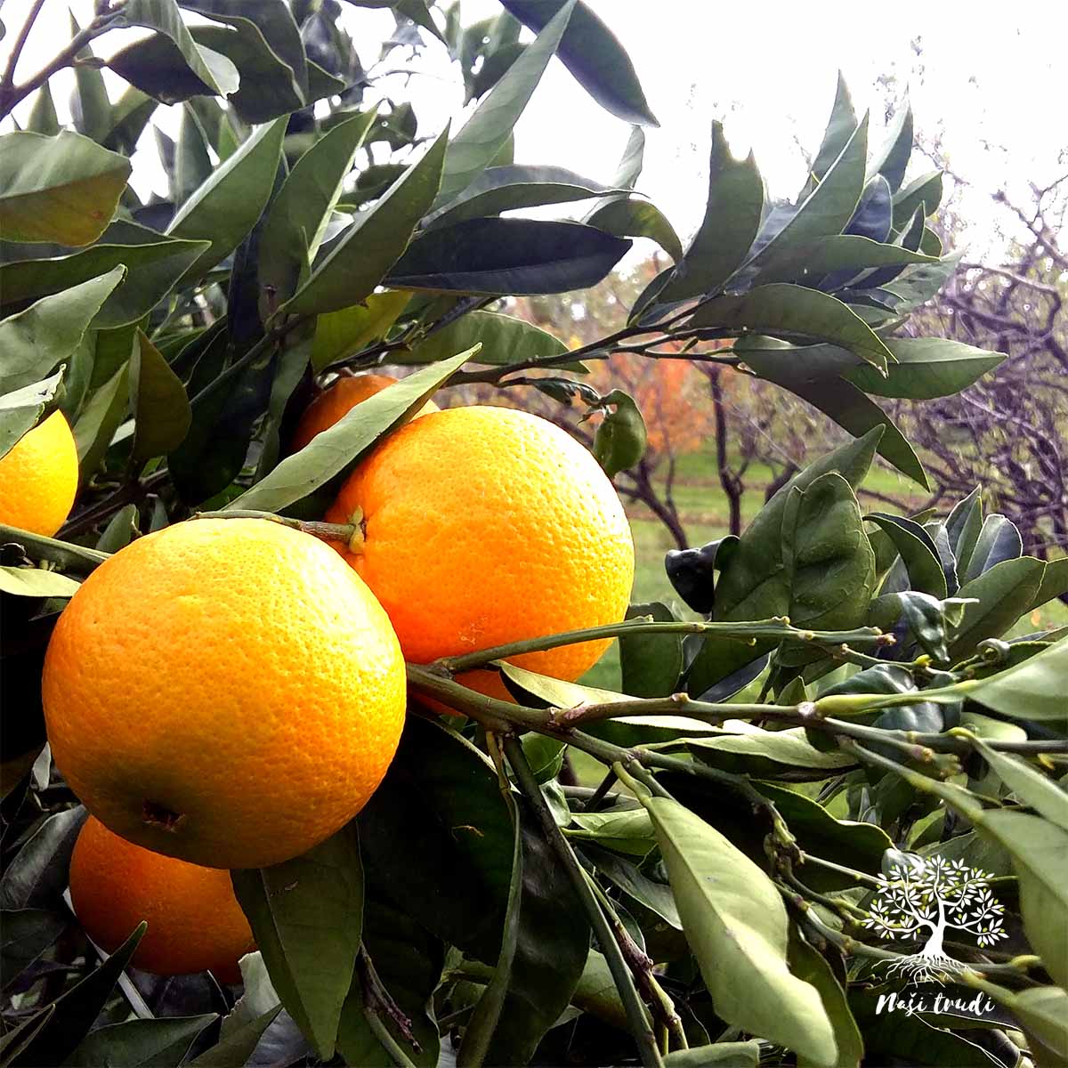 Domaće neprskane naranče s naglašenom svježinom i aromom. Naranče